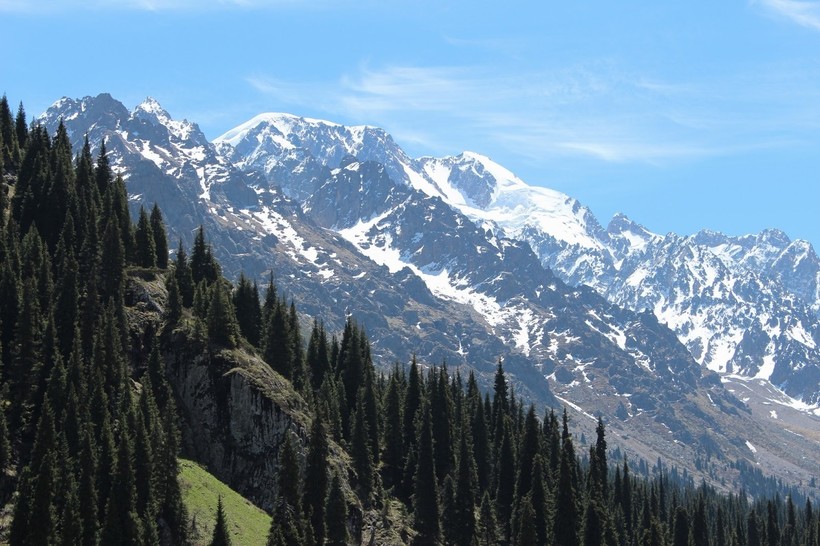 Ели Шренка