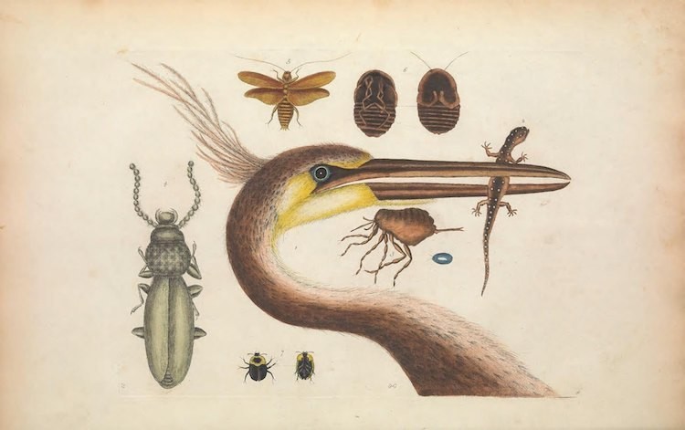 Самые захватывающие иллюстрации флоры и фауны от Biodiversity Heritage Library