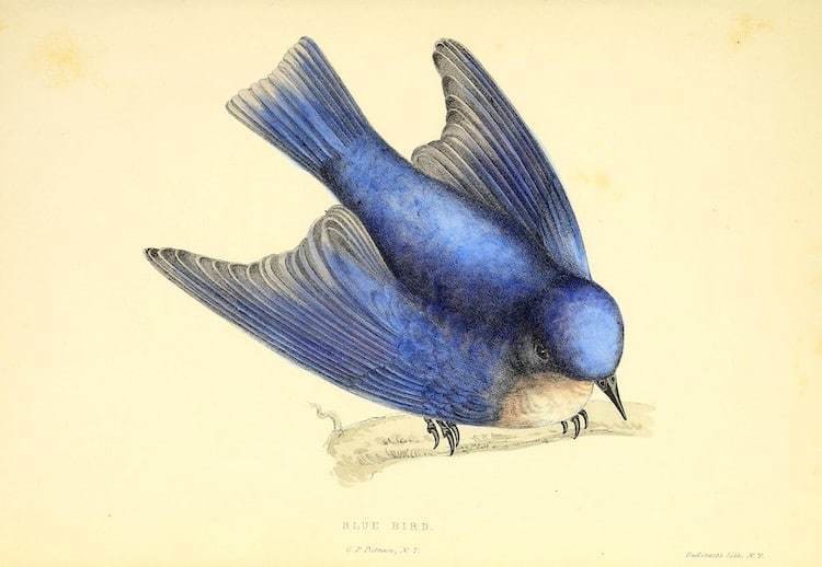 Самые захватывающие иллюстрации флоры и фауны от Biodiversity Heritage Library