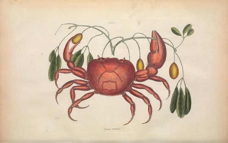 Самые захватывающие иллюстрации флоры и фауны от Biodiversity Heritage Library