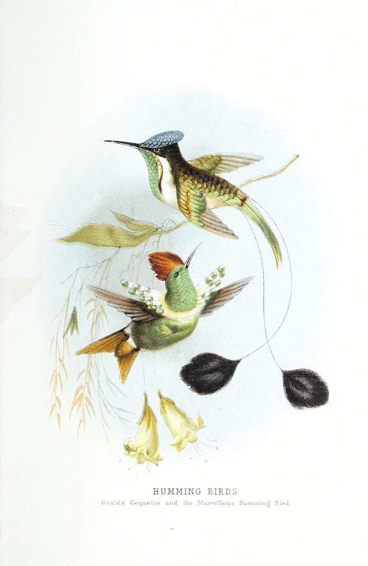 Самые захватывающие иллюстрации флоры и фауны от Biodiversity Heritage Library