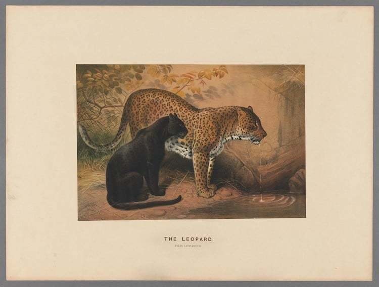 Самые захватывающие иллюстрации флоры и фауны от Biodiversity Heritage Library