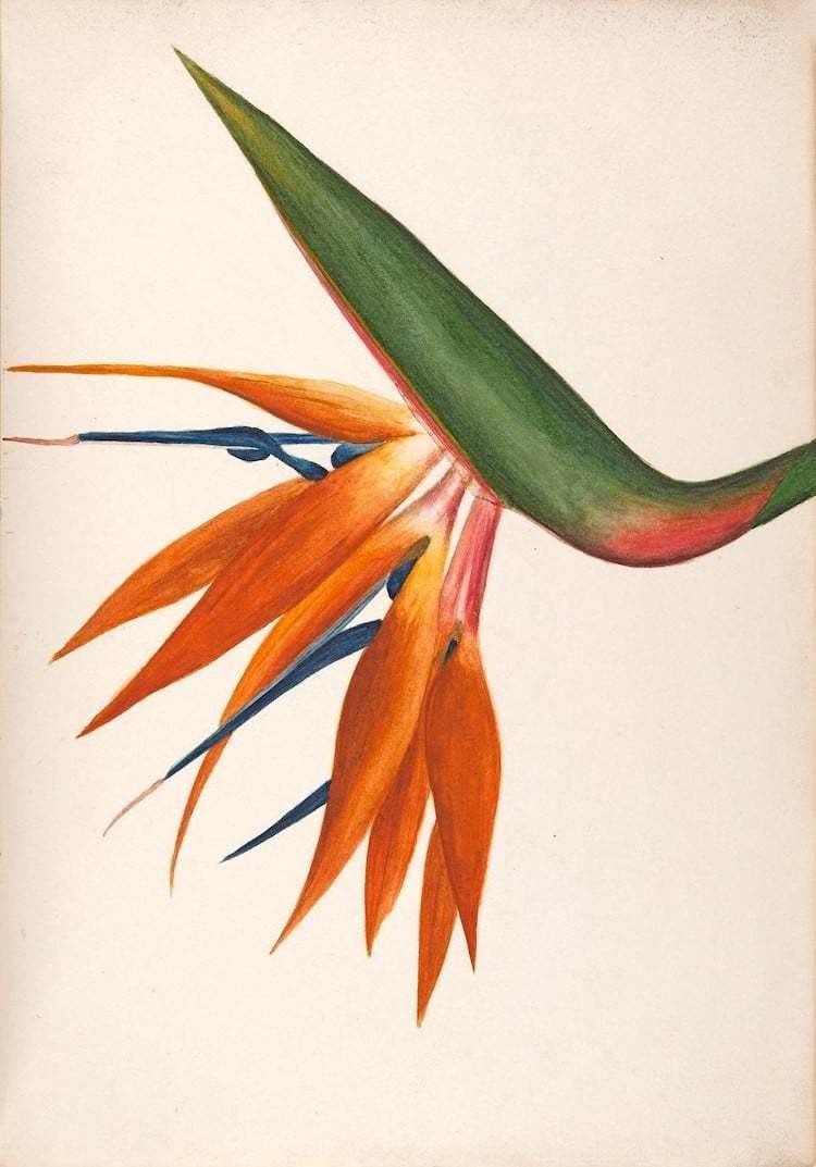 Самые захватывающие иллюстрации флоры и фауны от Biodiversity Heritage Library