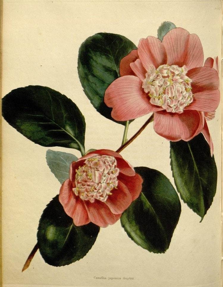 Самые захватывающие иллюстрации флоры и фауны от Biodiversity Heritage Library