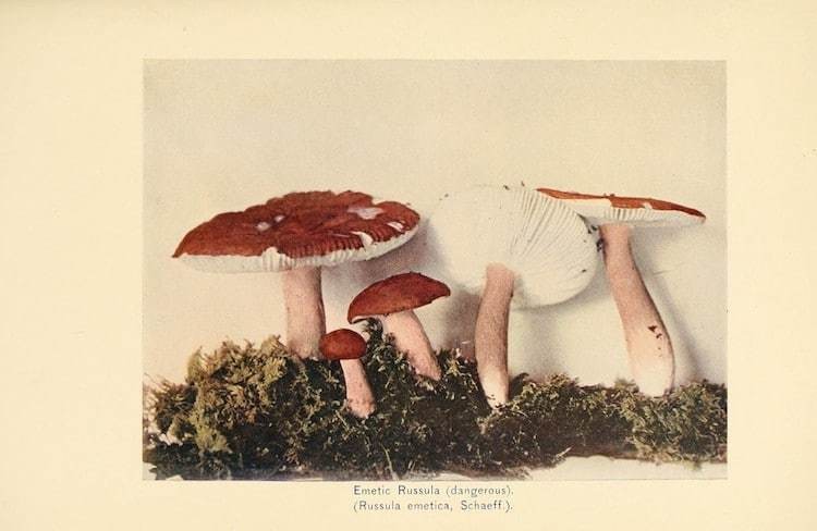 Самые захватывающие иллюстрации флоры и фауны от Biodiversity Heritage Library
