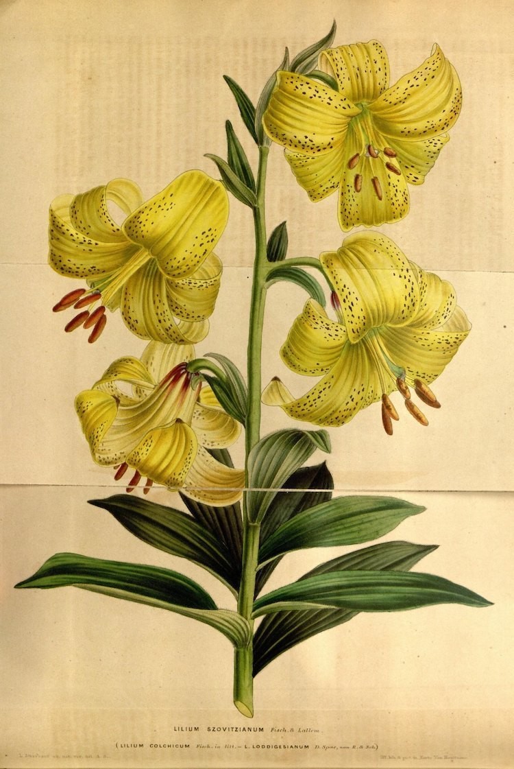 Самые захватывающие иллюстрации флоры и фауны от Biodiversity Heritage Library