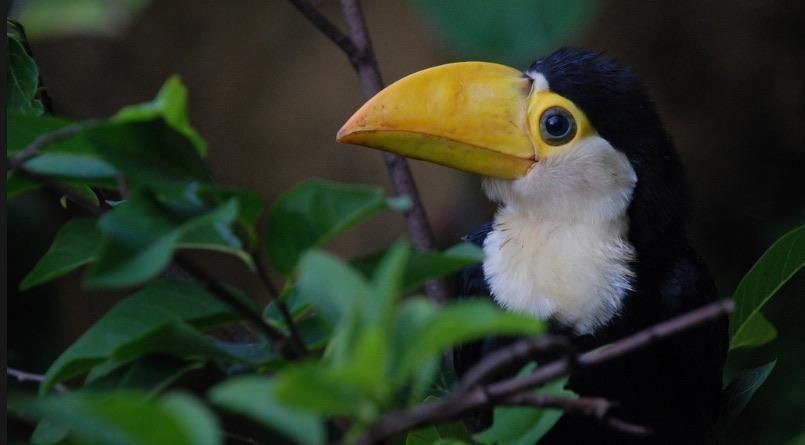 16 фото крохотных животных, которые очаровательны до невозможности