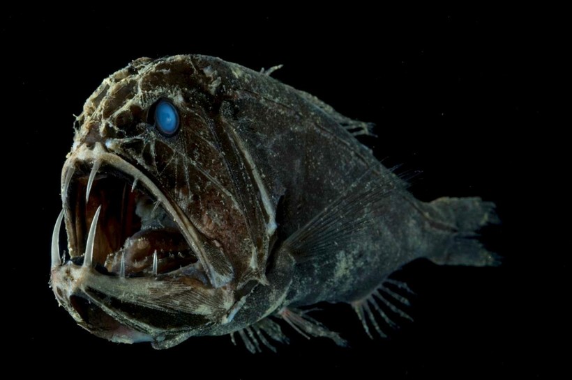 Длиннорогий саблезуб (лат. anoplogaster cornuta)
