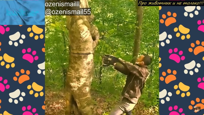 Блог - Видео: Люди увидели в лесу торчащую из дупла морду собаки и поспешили помочь животному Видео: Люди увидели в лесу торчащую из дупла морду собаки и поспешили помочь животному
