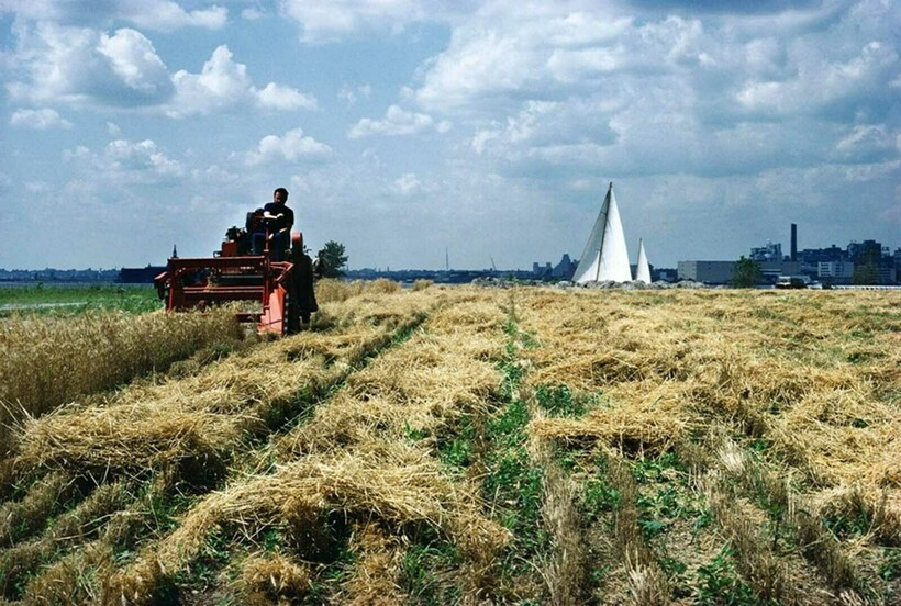 Блог - 12 снимков о том, как в 1980-х годах в центре Манхэттена появилось пшеничное поле 12 снимков о том, как в 1980-х годах в центре Манхэттена появилось пшеничное поле