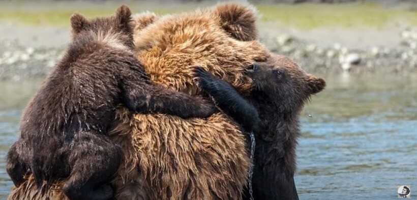 Блог - Видео: Медведица не могла спасти медвежат из ледяной воды, но ей помогли люди Видео: Медведица не могла спасти медвежат из ледяной воды, но ей помогли люди