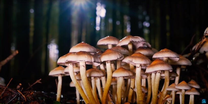 Блог - Видео: Какие советские продукты никогда не ели немецкие солдаты Видео: Какие советские продукты никогда не ели немецкие солдаты