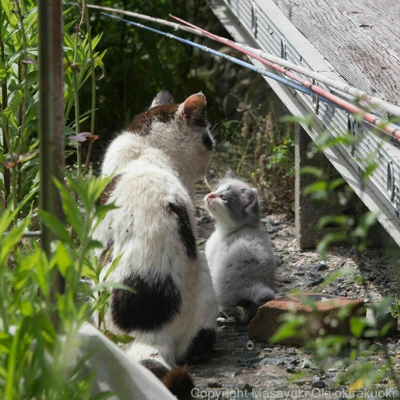 Блог - 20 забавных фото бездомных кошек, на которых запечатлен их невероятный характер 20 забавных фото бездомных кошек, на которых запечатлен их невероятный характер
