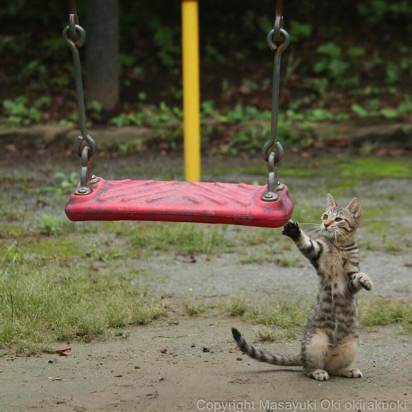 Блог - 20 забавных фото бездомных кошек, на которых запечатлен их невероятный характер 20 забавных фото бездомных кошек, на которых запечатлен их невероятный характер