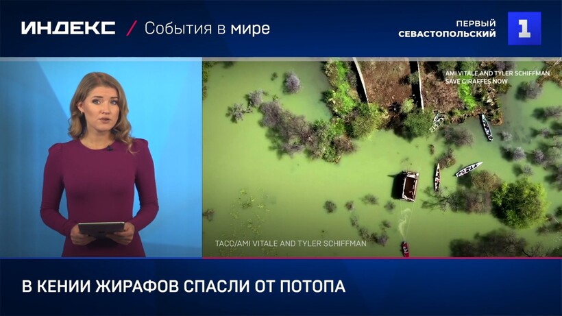 Блог - Видео: Начало истории спасения жирафов с затопленного кенийского острова Видео: Начало истории спасения жирафов с затопленного кенийского острова