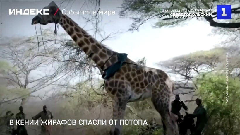 Блог - Видео: Начало истории спасения жирафов с затопленного кенийского острова Видео: Начало истории спасения жирафов с затопленного кенийского острова