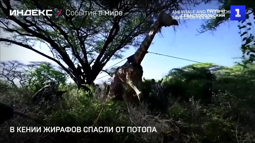 Блог - Видео: Начало истории спасения жирафов с затопленного кенийского острова Видео: Начало истории спасения жирафов с затопленного кенийского острова