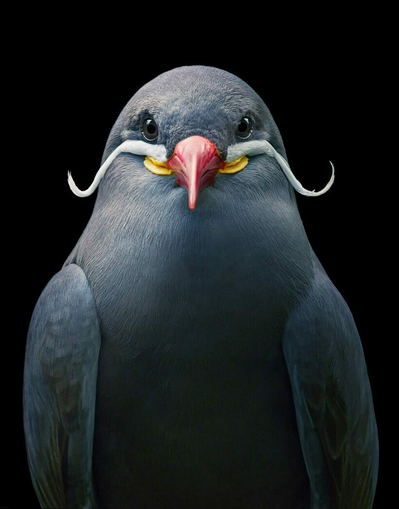 Блог - От героя Angry Birds до грифа: фотограф снимает птиц и рассказывает о проблемах видов От героя Angry Birds до грифа: фотограф снимает птиц и рассказывает о проблемах видов