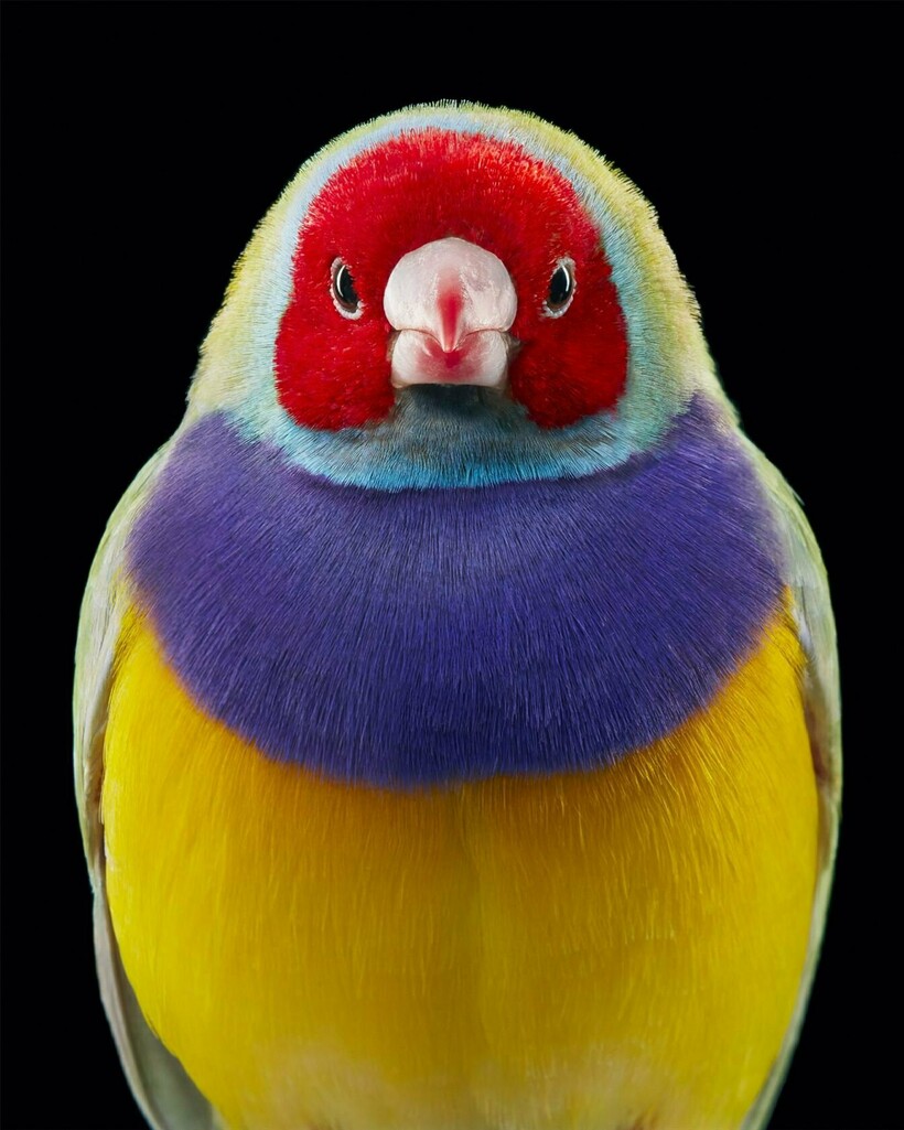 Блог - От героя Angry Birds до грифа: фотограф снимает птиц и рассказывает о проблемах видов От героя Angry Birds до грифа: фотограф снимает птиц и рассказывает о проблемах видов
