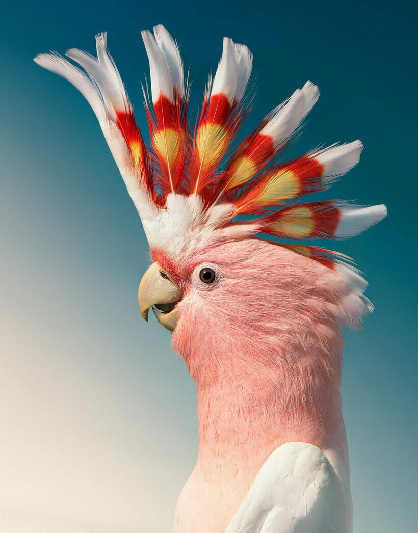 Блог - От героя Angry Birds до грифа: фотограф снимает птиц и рассказывает о проблемах видов От героя Angry Birds до грифа: фотограф снимает птиц и рассказывает о проблемах видов