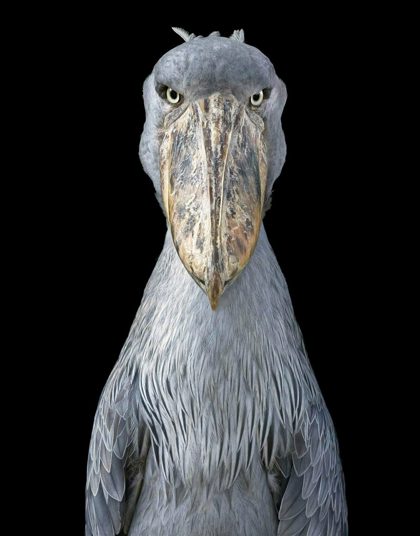 Блог - От героя Angry Birds до грифа: фотограф снимает птиц и рассказывает о проблемах видов От героя Angry Birds до грифа: фотограф снимает птиц и рассказывает о проблемах видов
