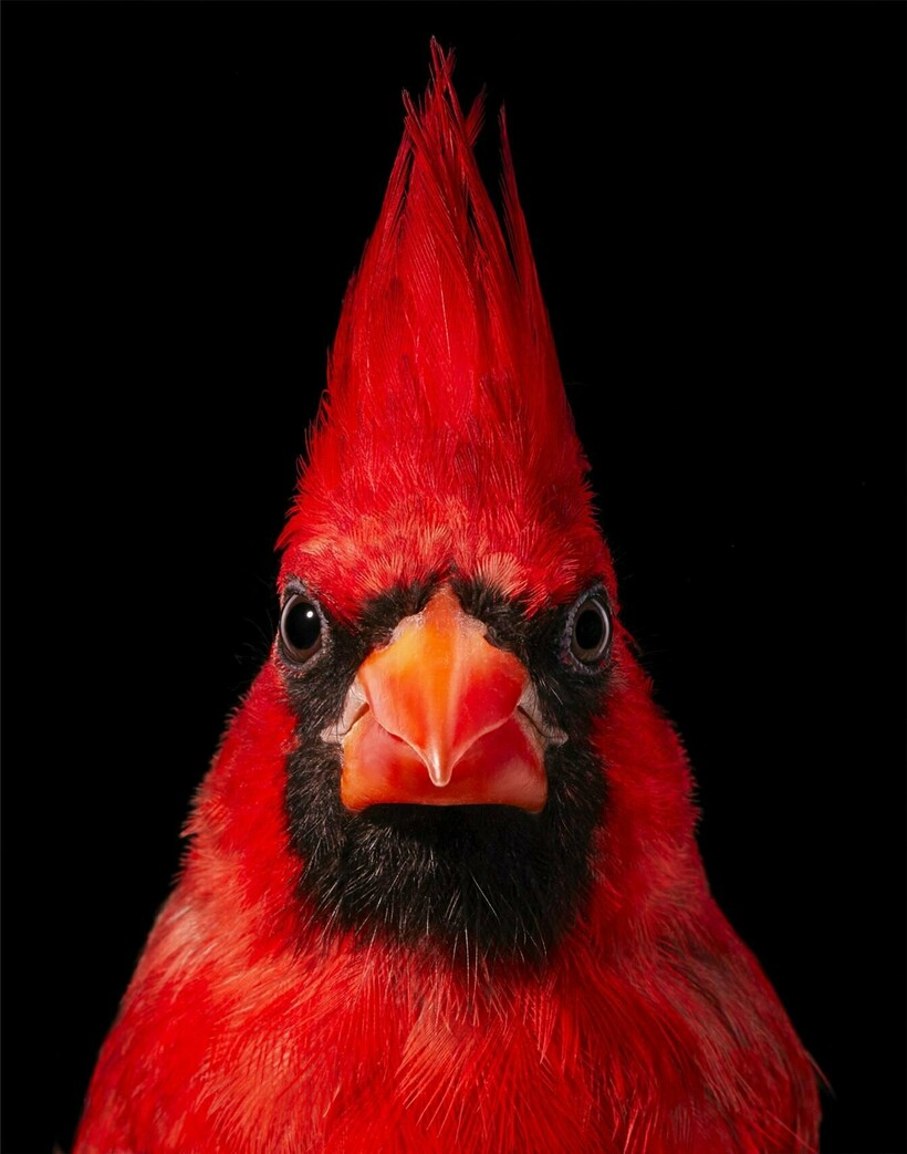 Блог - От героя Angry Birds до грифа: фотограф снимает птиц и рассказывает о проблемах видов От героя Angry Birds до грифа: фотограф снимает птиц и рассказывает о проблемах видов