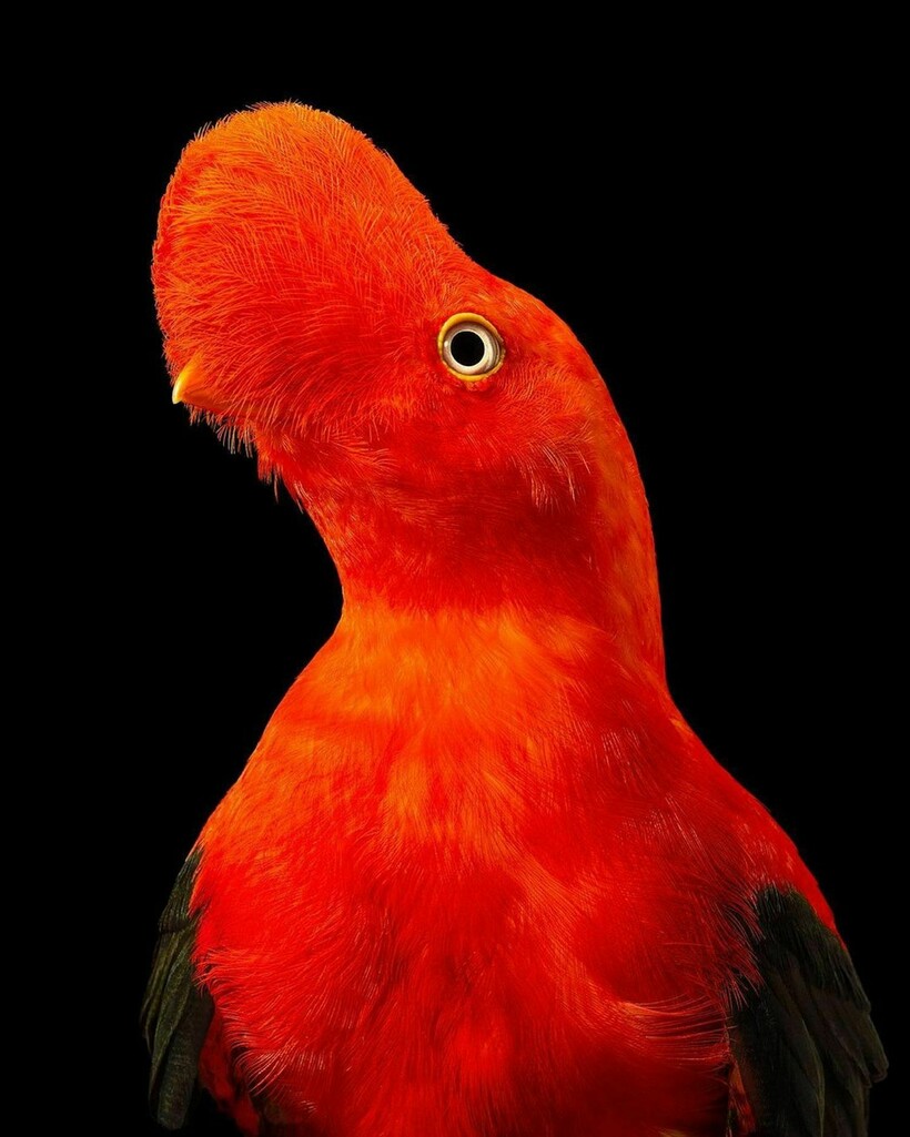 Блог - От героя Angry Birds до грифа: фотограф снимает птиц и рассказывает о проблемах видов От героя Angry Birds до грифа: фотограф снимает птиц и рассказывает о проблемах видов