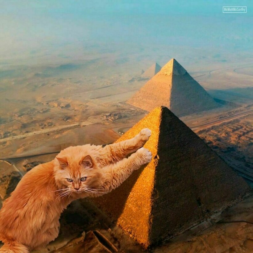 Блог - Фотохудожник представляет, что было бы, если бы кошки были великанами Фотохудожник представляет, что было бы, если бы кошки были великанами