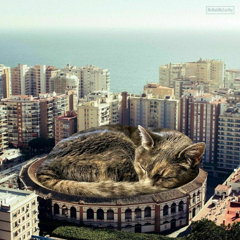 Блог - Фотохудожник представляет, что было бы, если бы кошки были великанами Фотохудожник представляет, что было бы, если бы кошки были великанами