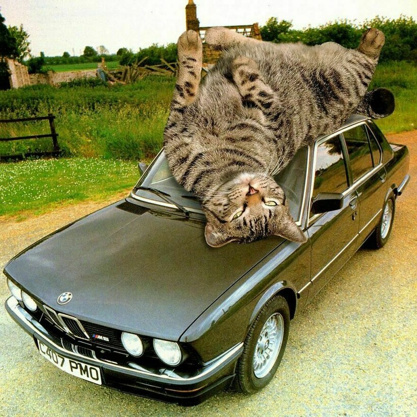 Блог - Фотохудожник представляет, что было бы, если бы кошки были великанами Фотохудожник представляет, что было бы, если бы кошки были великанами