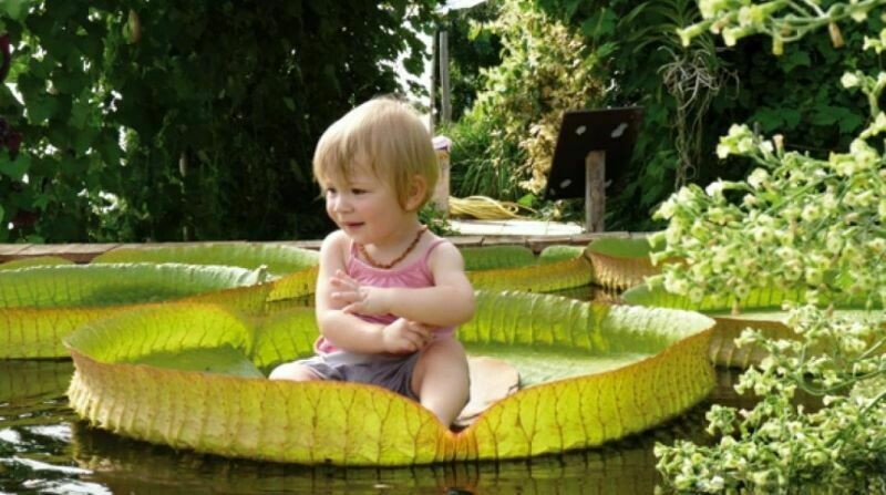 Блог - Сады в пустыне и на баржах: 4 самых необычных места, где выращивают растения Сады в пустыне и на баржах: 4 самых необычных места, где выращивают растения