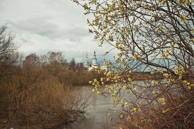 Верба растет вблизи воды