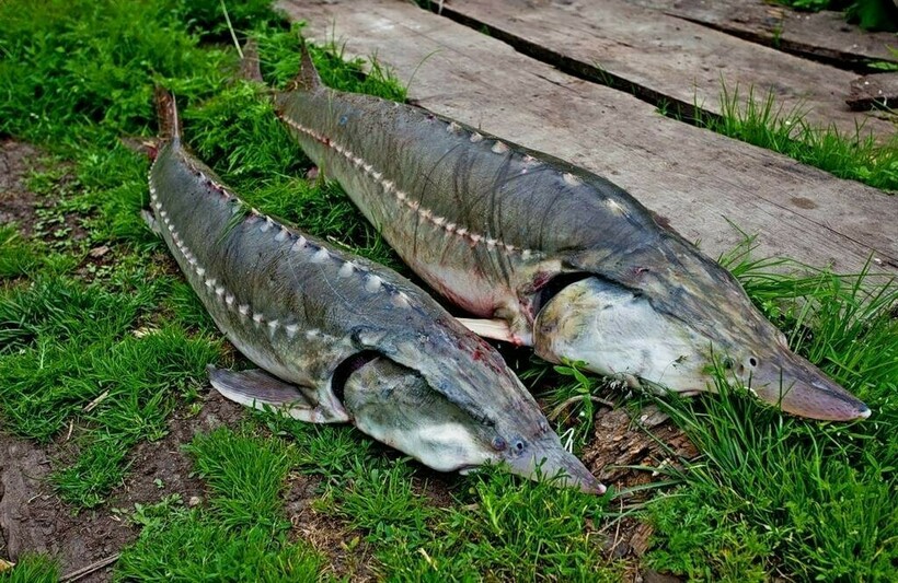 Тушки севрюги