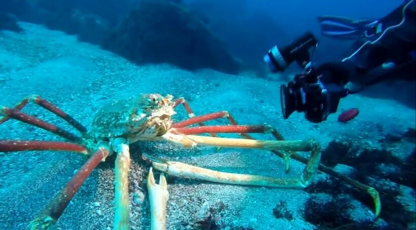 Блог - Видео: 9 гигантов морей и океанов, снятых на камеру Видео: 9 гигантов морей и океанов, снятых на камеру