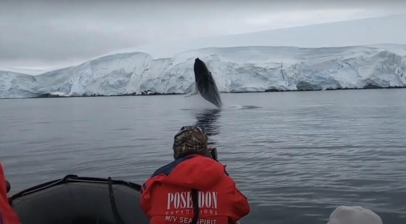 Блог - Видео: Горбатый кит выпрыгнул из воды на радость туристам Видео: Горбатый кит выпрыгнул из воды на радость туристам