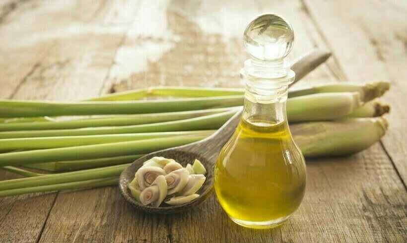 Масло из лимонного сорго