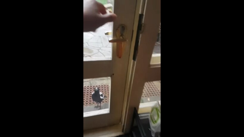 Блог - Видео: Сорока ворвалась в дом в погоне за семечками Видео: Сорока ворвалась в дом в погоне за семечками