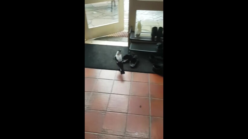 Блог - Видео: Сорока ворвалась в дом в погоне за семечками Видео: Сорока ворвалась в дом в погоне за семечками