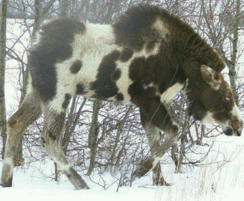 Блог - 14 вещей и животных самой необычной расцветки 14 вещей и животных самой необычной расцветки