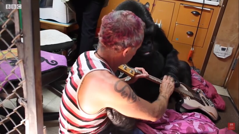 Блог - Видео: Басист Red Hot Chili Peppers играет для сверхумной гориллы Коко Видео: Басист Red Hot Chili Peppers играет для сверхумной гориллы Коко