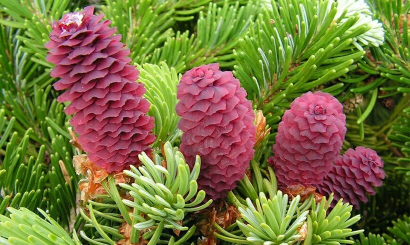 Ель аянская (Picea jezoensis)