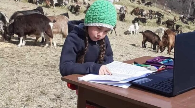 Фиамметта учится прямо на альпийском лугу Фиамметта учится прямо на альпийском лугу