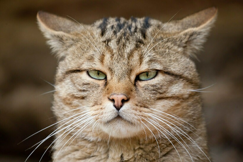 Лесная кошка