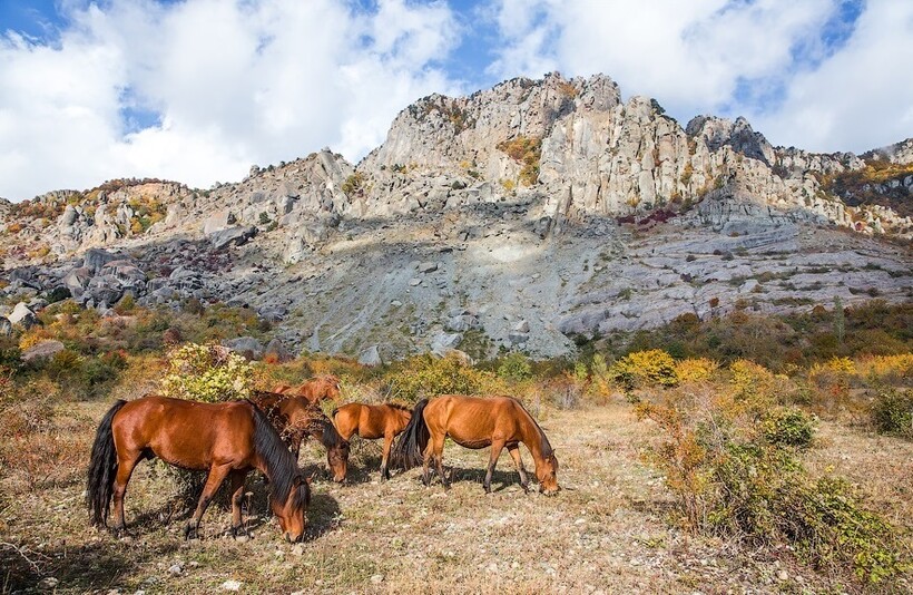 Лошади у Демерджи