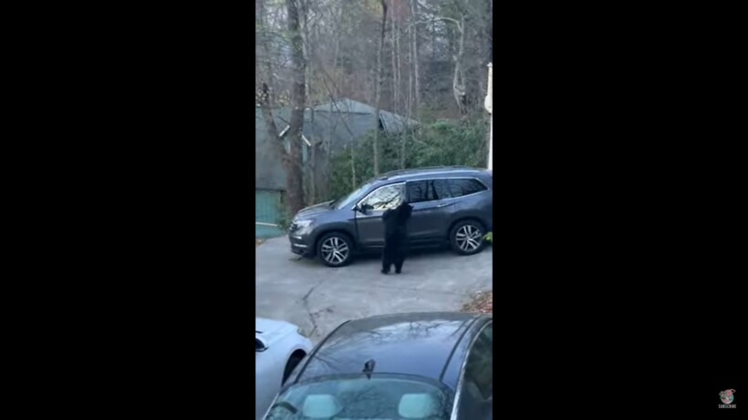 Блог - Видео: Медведь вытащил арахис из машины Видео: Медведь вытащил арахис из машины