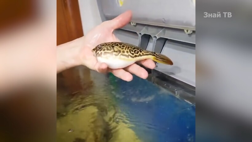 Блог - Видео: Почему милую с виду рыбку называют подводной мясорубкой Видео: Почему милую с виду рыбку называют подводной мясорубкой