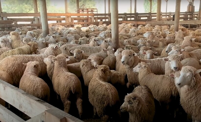 Блог - Видео: Как новозеландские фермеры стригут 25 000 овец за 10 дней Видео: Как новозеландские фермеры стригут 25 000 овец за 10 дней
