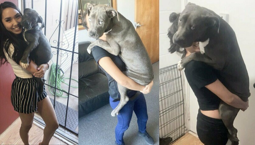 Блог - 16 удивительных фото, которые показывают, как быстро растут наши собаки 16 удивительных фото, которые показывают, как быстро растут наши собаки