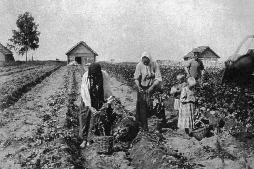 Урожай репы долгое время был важным для всей семьи Урожай репы долгое время был важным для всей семьи