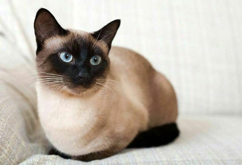 Блог - Круглосуточное мяуканье: 5 пород кошек, которые считаются самыми общительными Круглосуточное мяуканье: 5 пород кошек, которые считаются самыми общительными